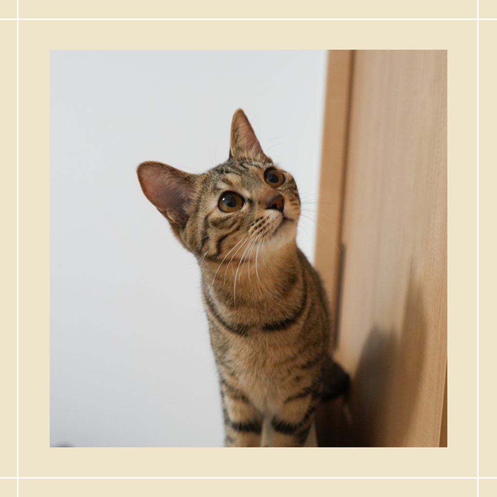 保護猫 らん ( ) 6-7ヶ月（推定） 麦わら柄の美人さんです。
