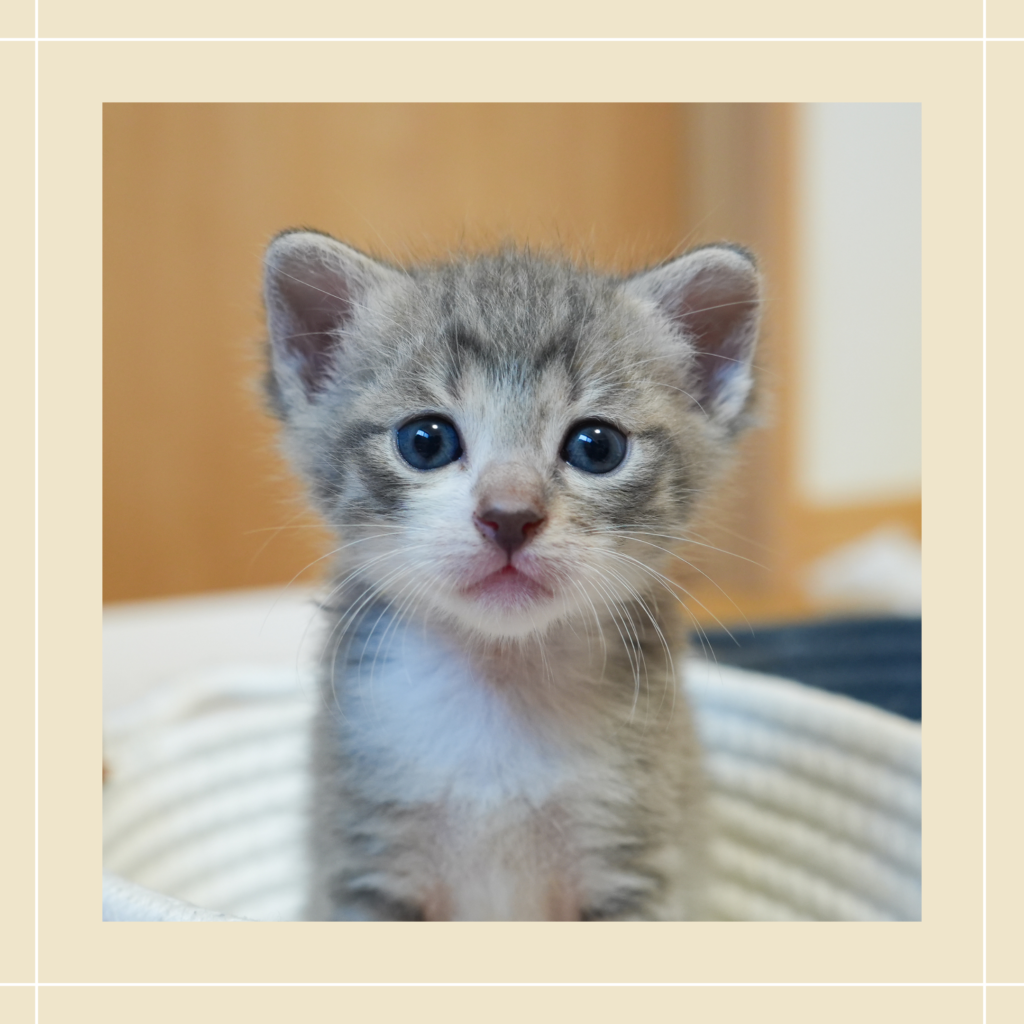 保護猫 ささ おこめ５兄妹 サバ白・男の子