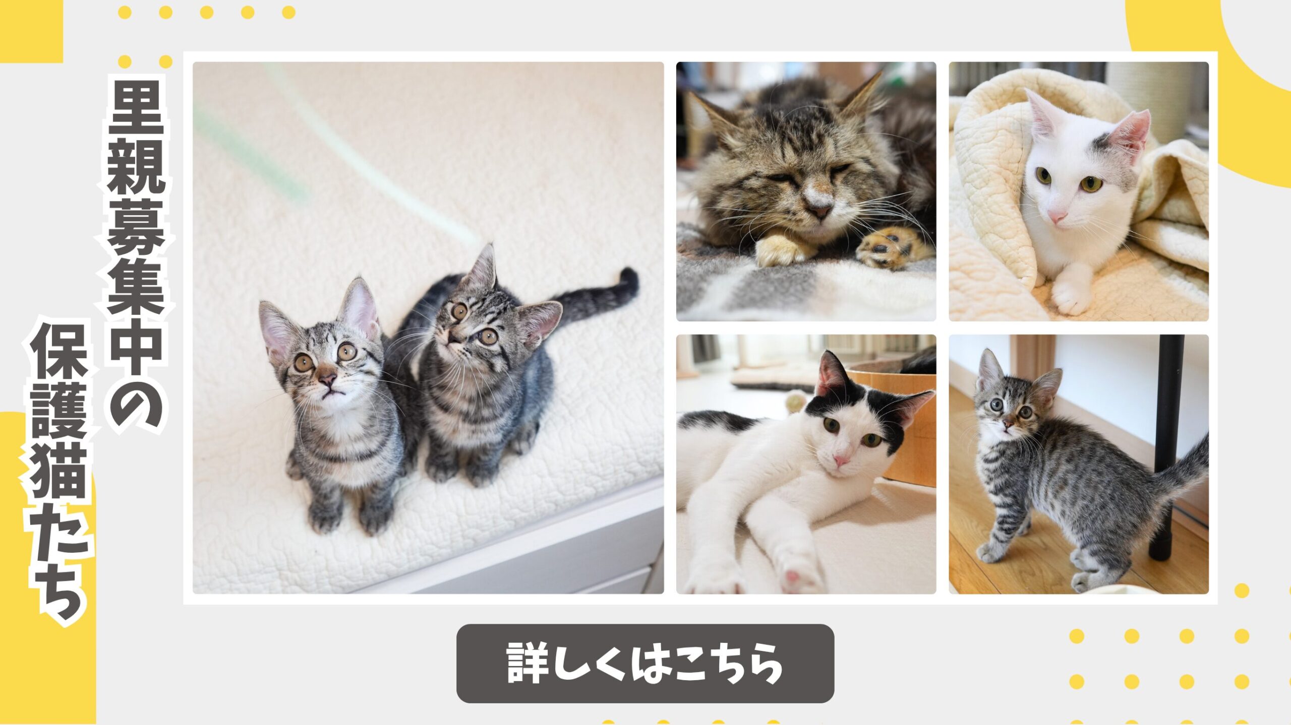 京都保護猫里親募集