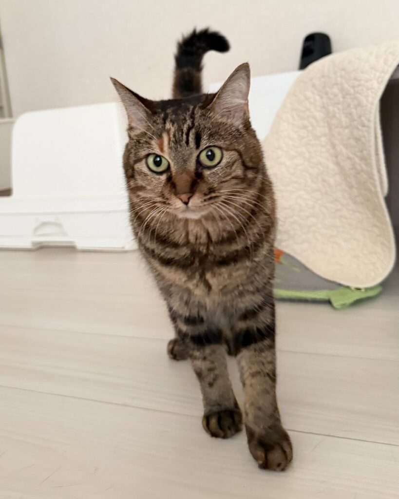 他の猫と穏やかに過ごす保護猫琥珀(麦わら)