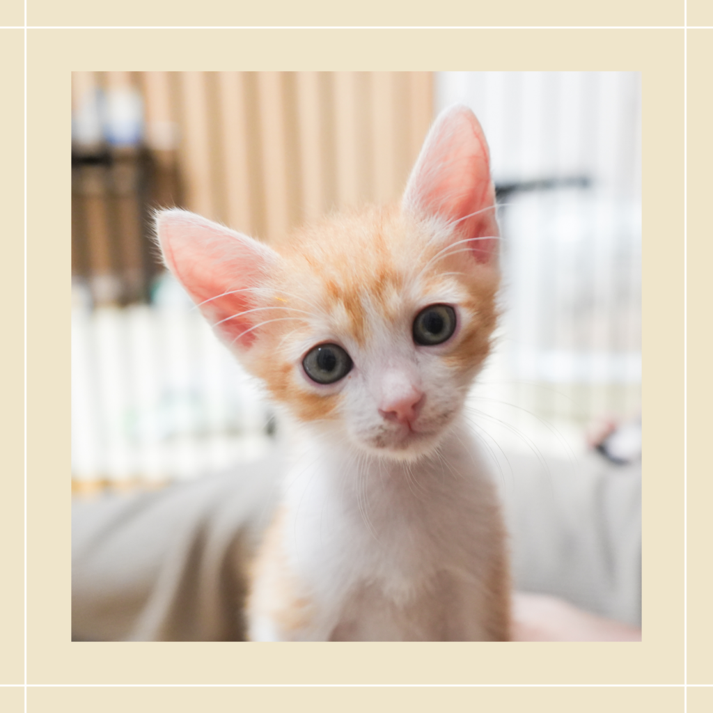 保護猫 きぬ おこめ５兄妹 茶白・男の子