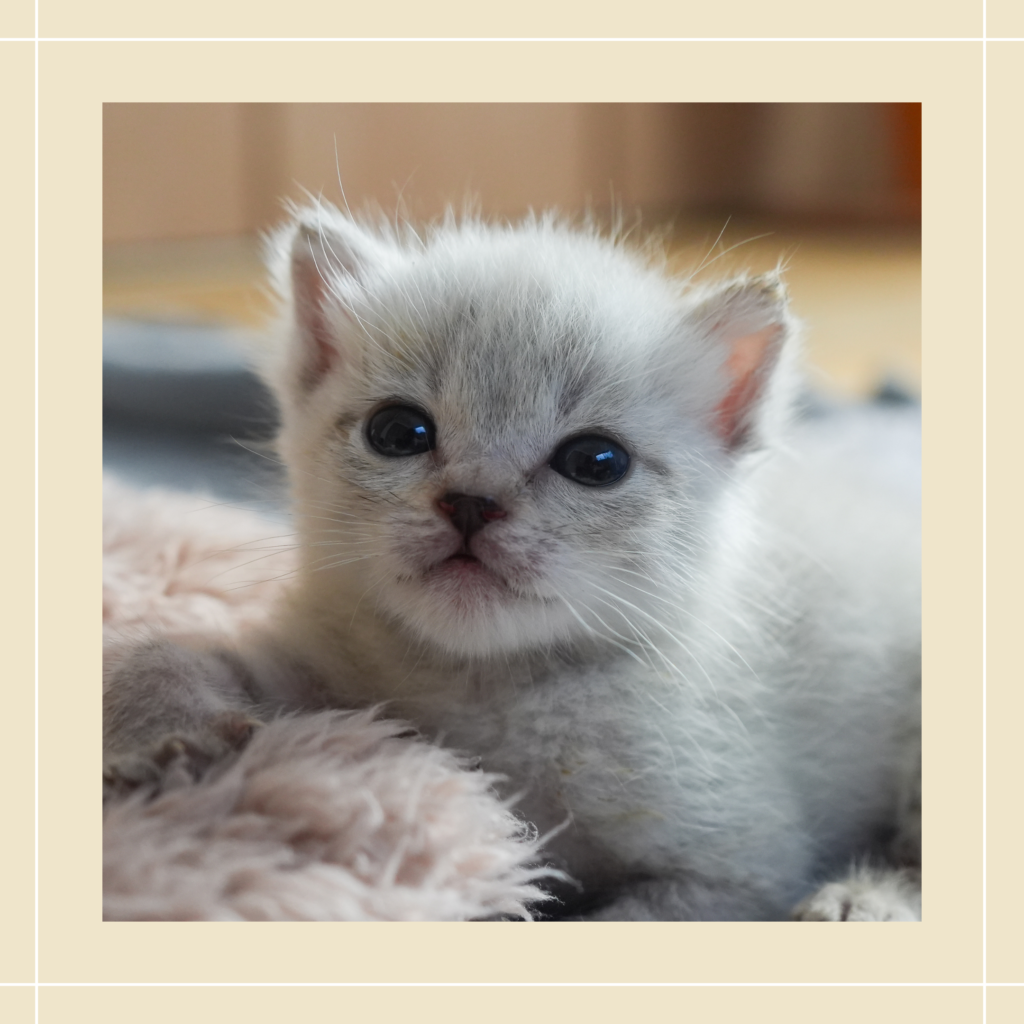 保護猫 れん おはな５兄妹 シャム・女の子