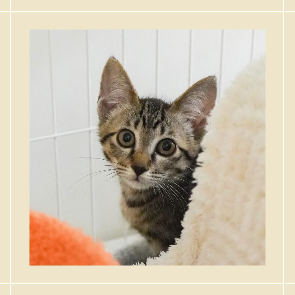 保護猫 なつ 季節4兄妹 キジ・男の子