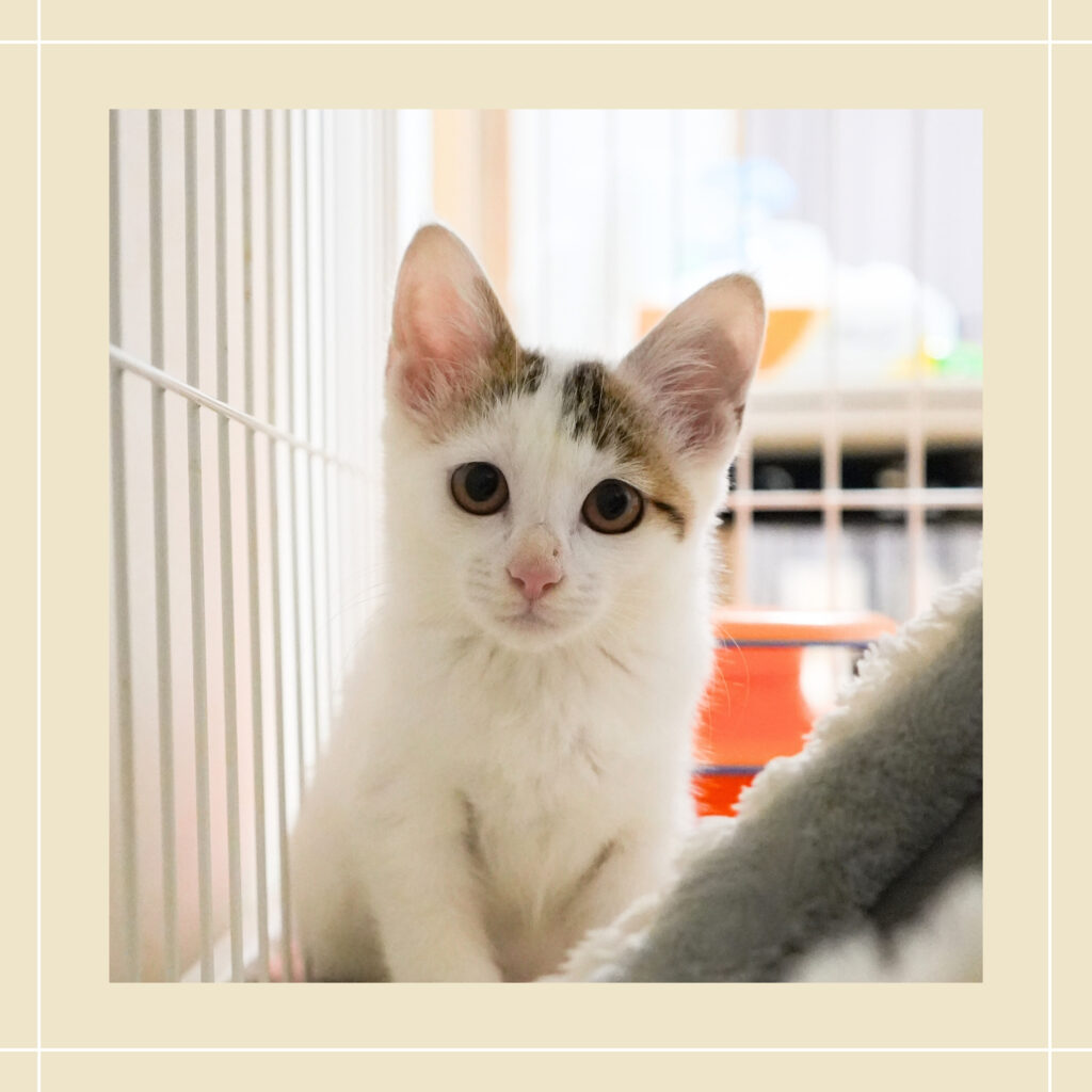 保護猫 ふゆ 季節4兄妹 キジ白とび・女の子