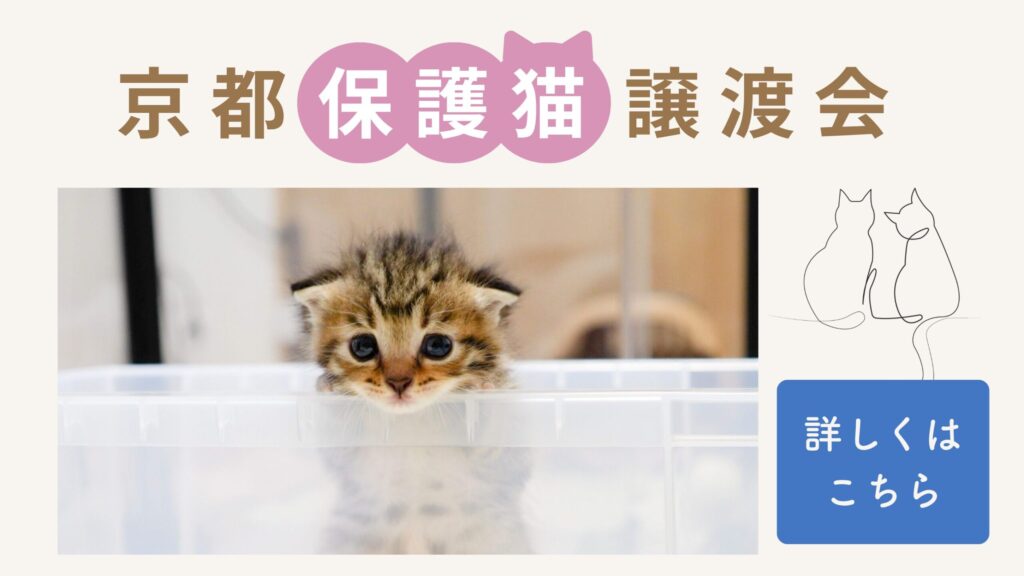 京都保護猫譲渡会のご案内