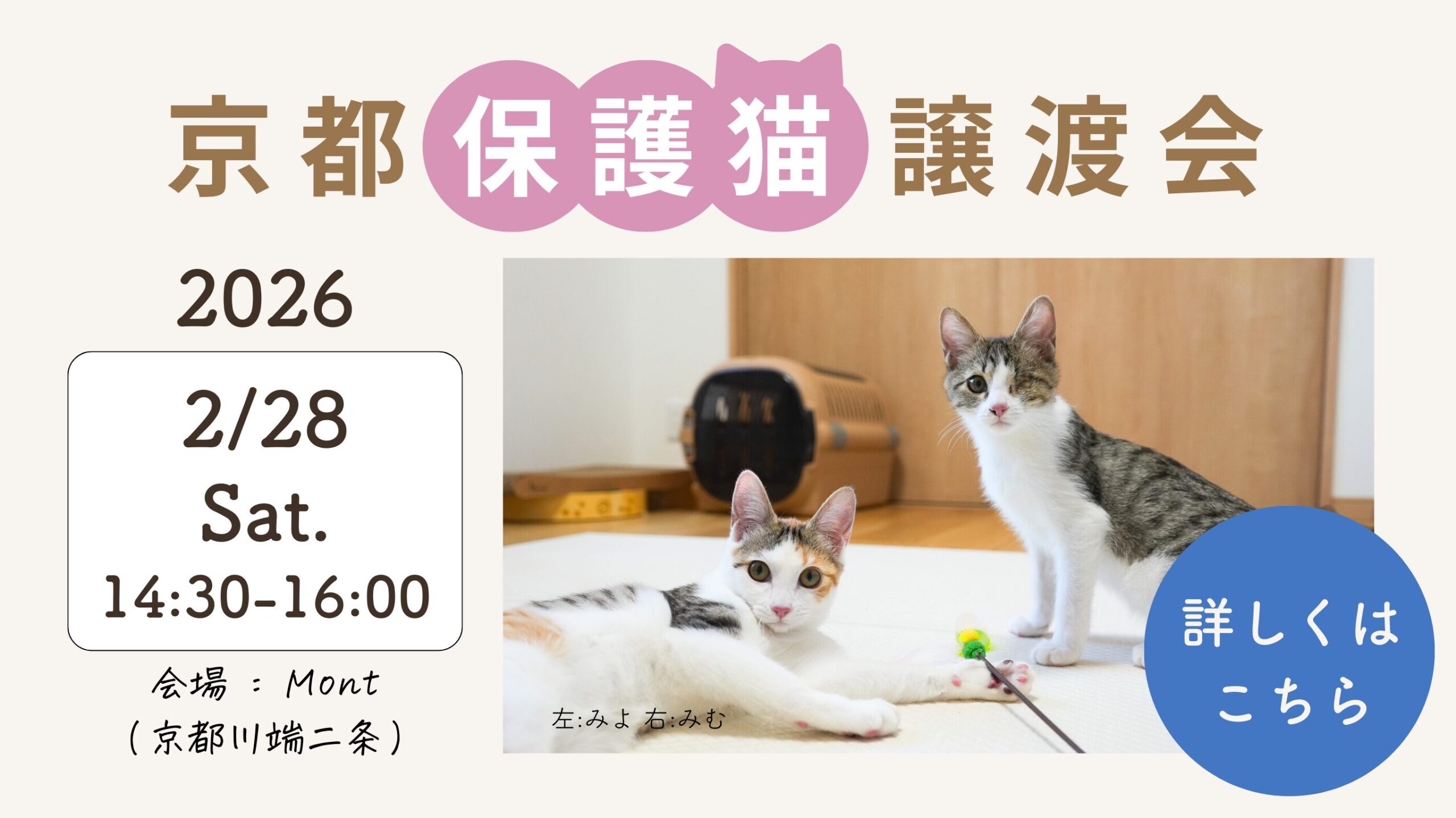 京都保護猫譲渡会