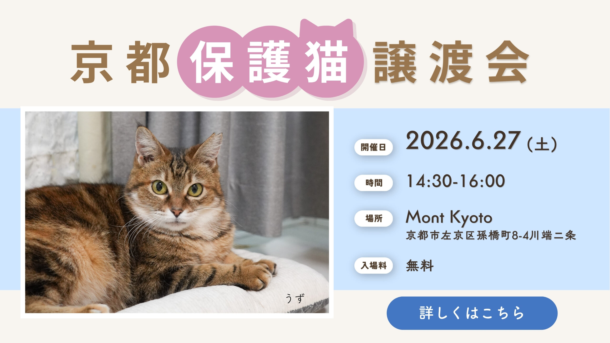 京都保護猫譲渡会