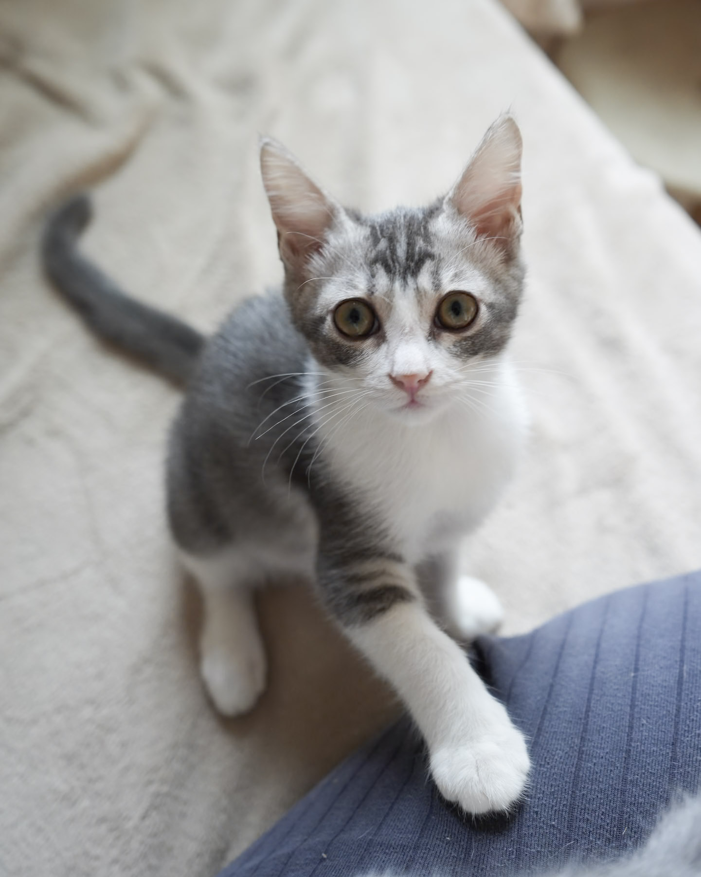 保護猫 しほ サバ白・メス
