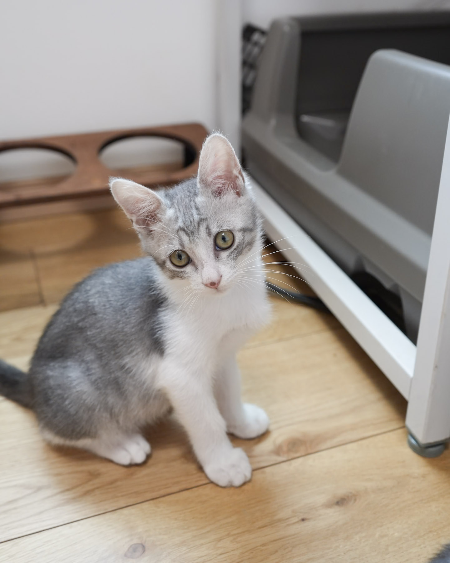 保護猫 さん サバ白・オス