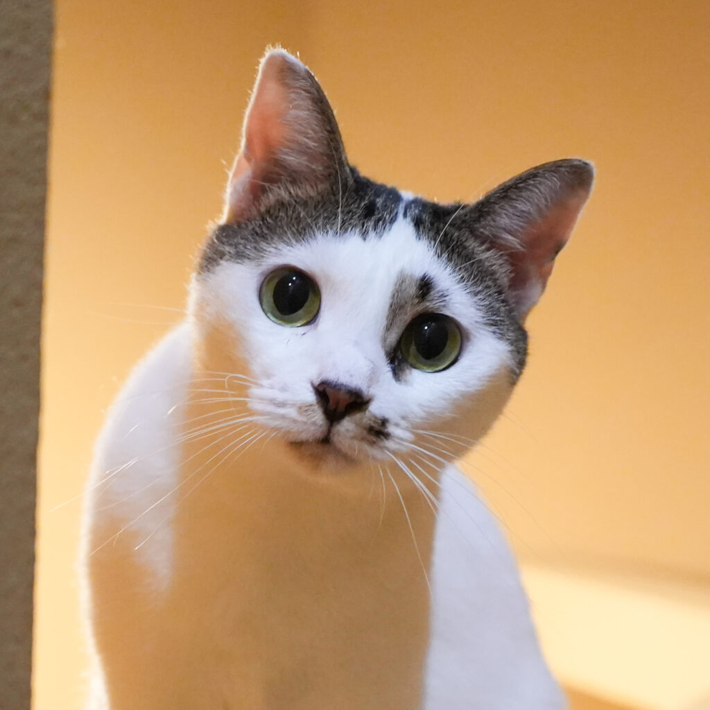 保護猫 うる キジ白・メス