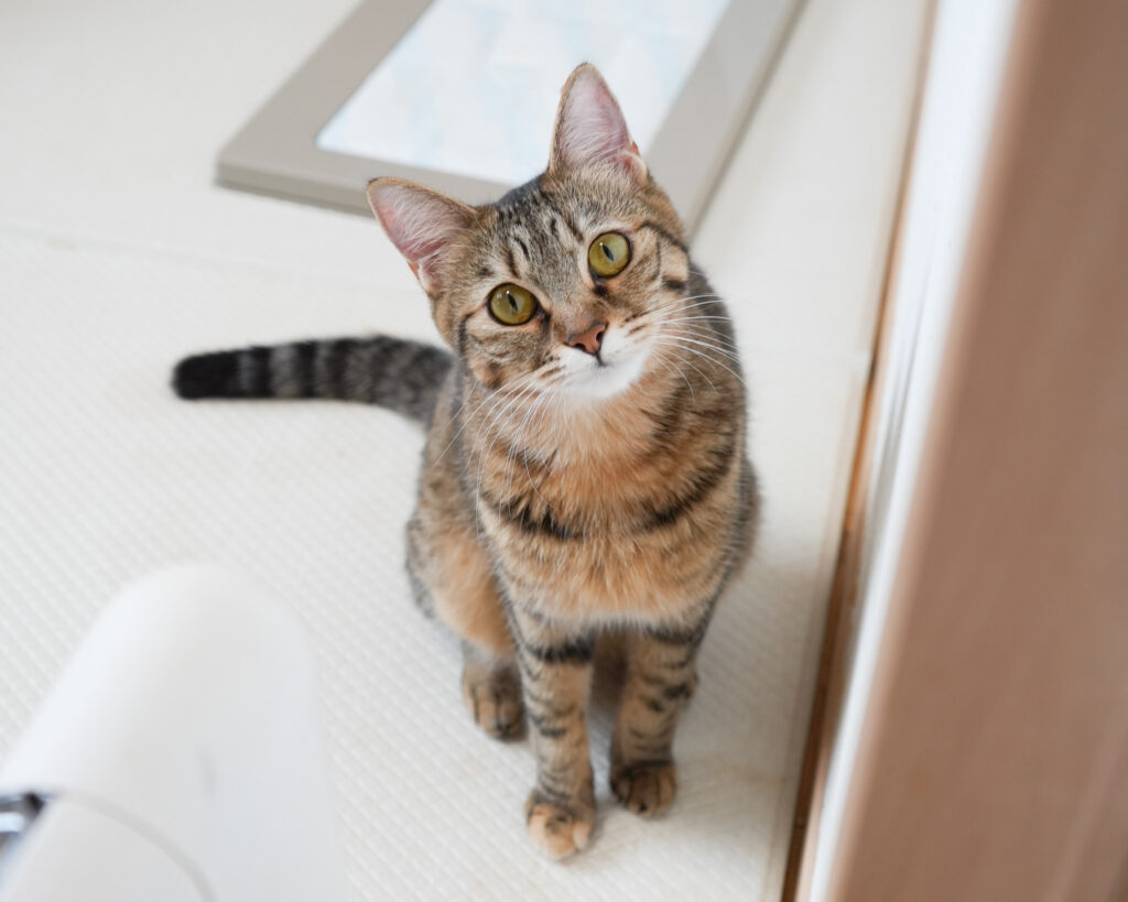 保護猫 なのは 麦わら・メス