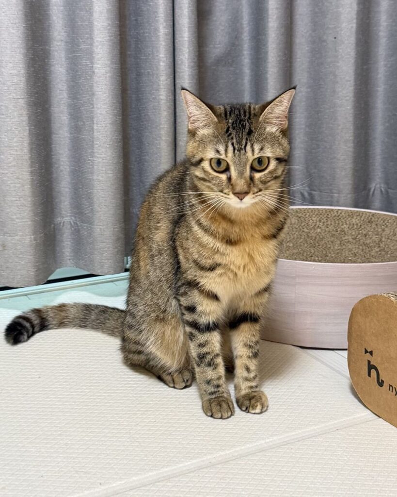 はな