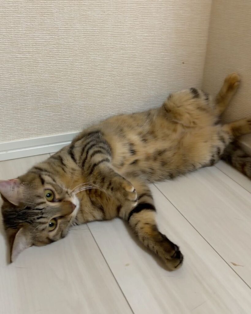 はな