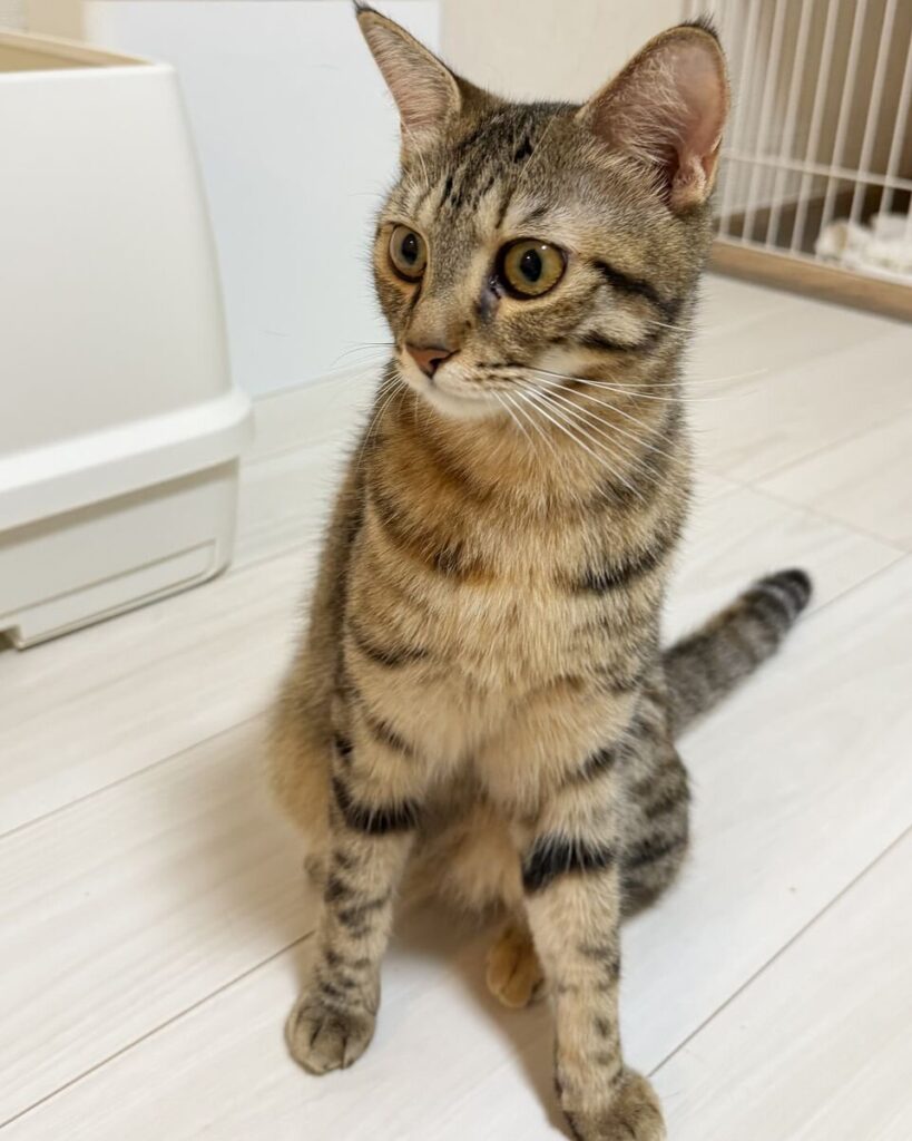 はな