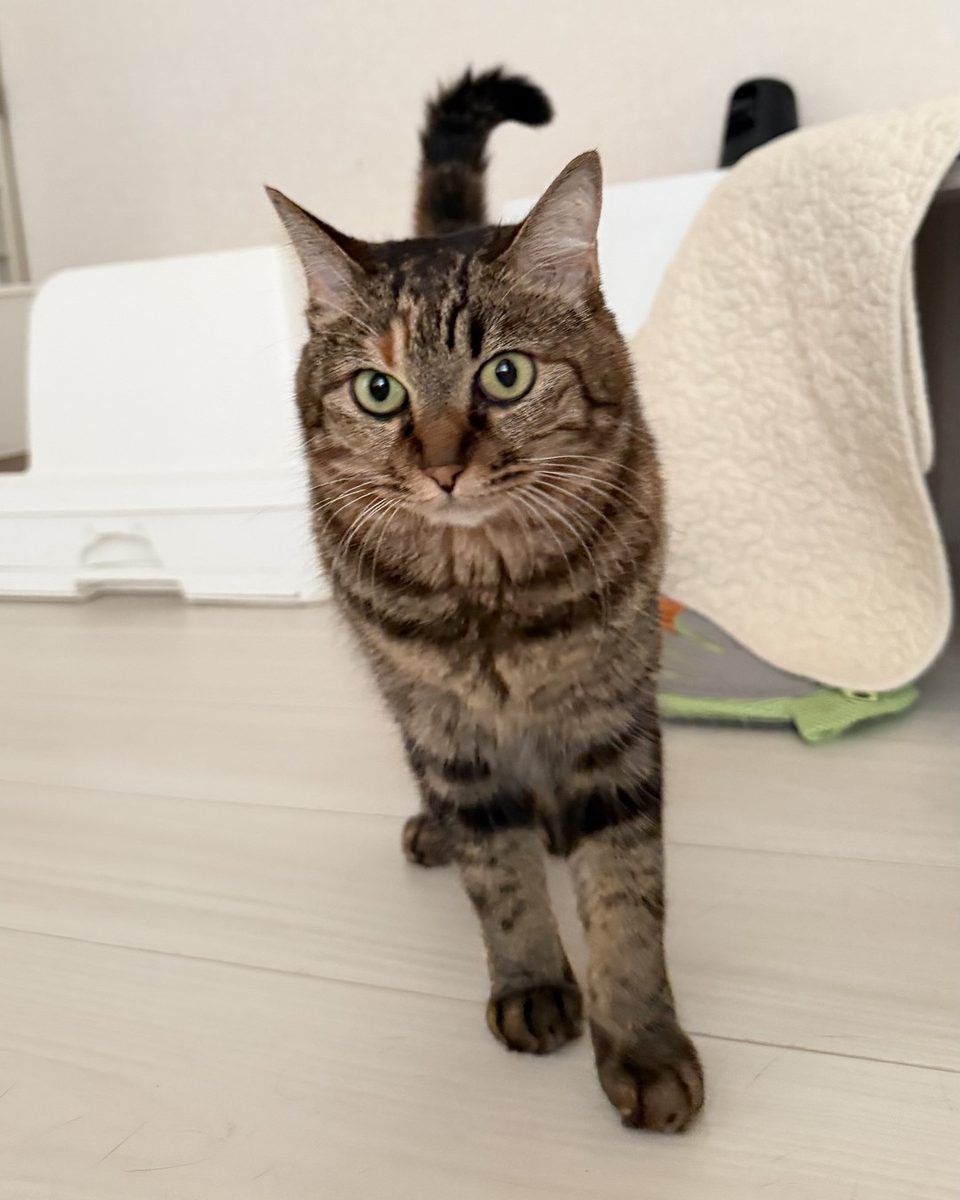 他の猫と穏やかに過ごす保護猫琥珀(麦わら)