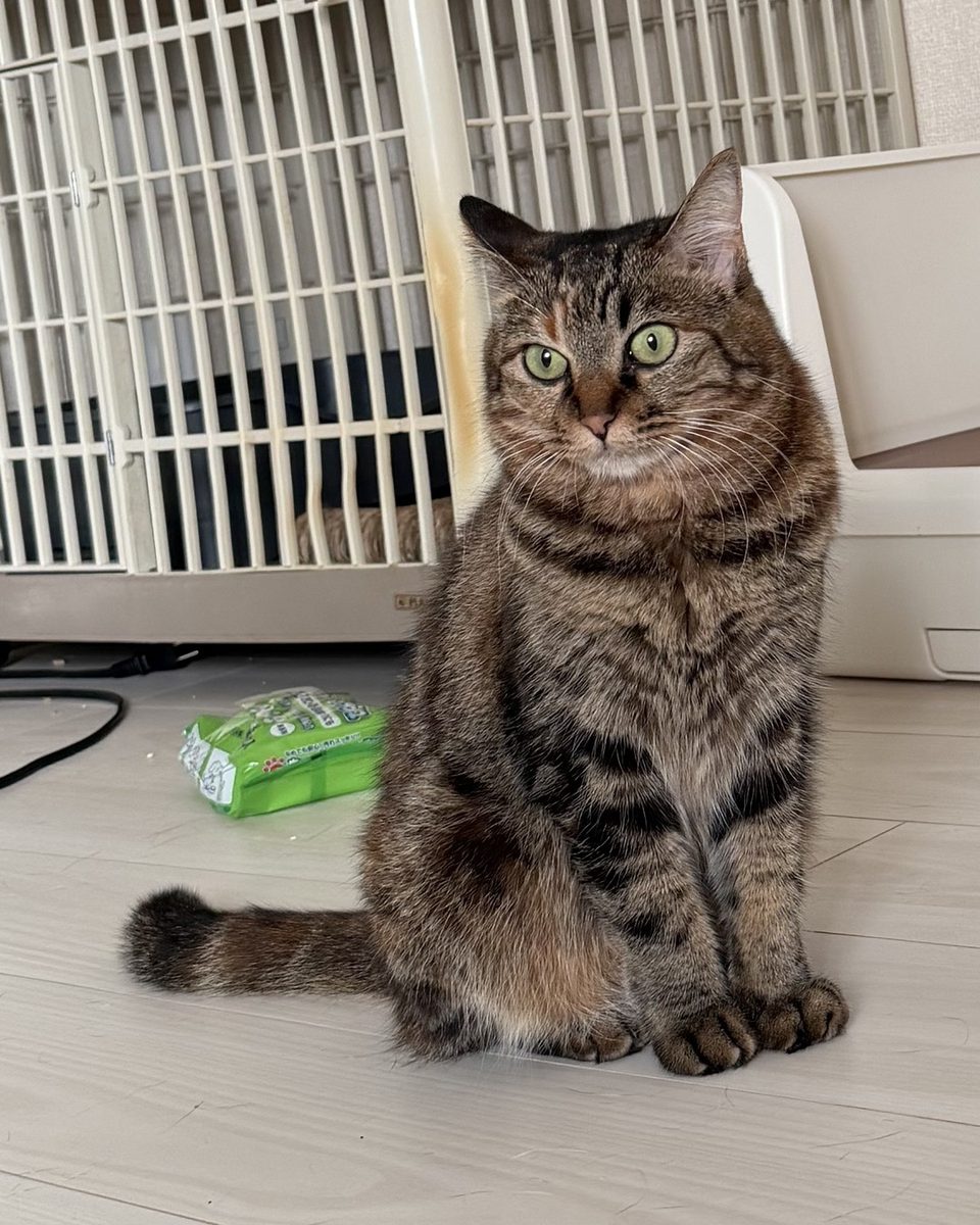 座ってこちらを見つめる保護猫琥珀