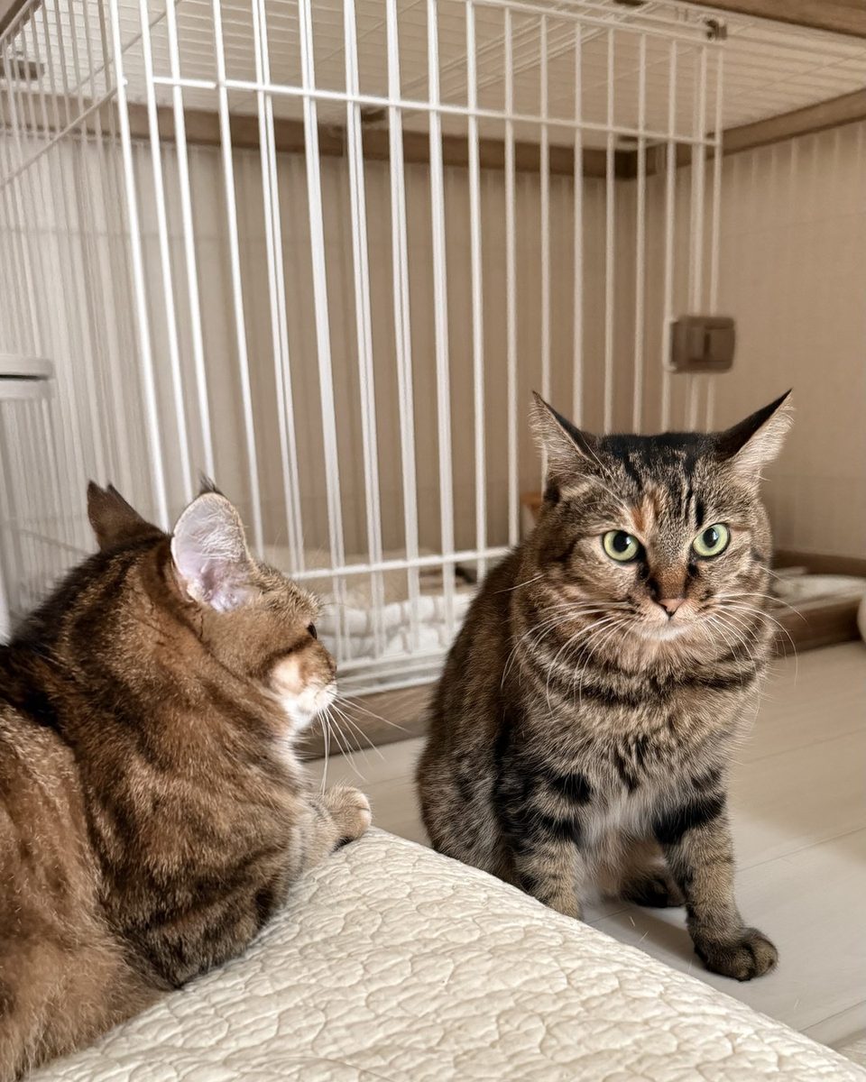 尻尾を立てて歩く保護猫琥珀の堂々とした姿
