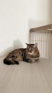 くつろぐ保護猫琥珀|京都で里親募集中
