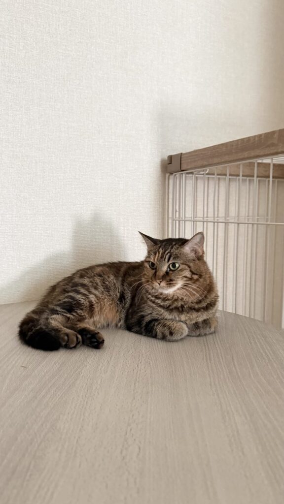 くつろぐ保護猫琥珀|京都で里親募集中