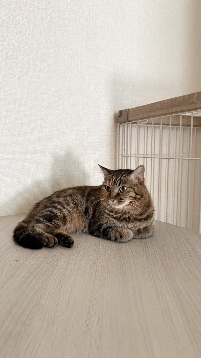 くつろぐ保護猫琥珀|京都で里親募集中