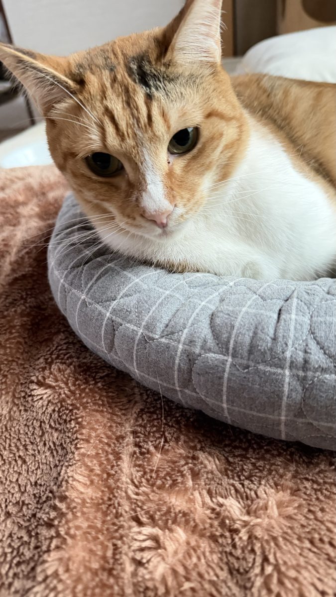 まるのアップ