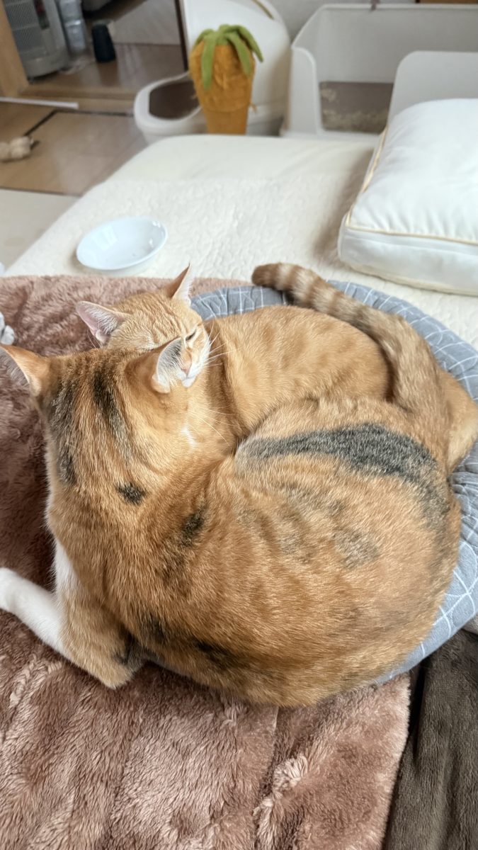 まるともふ