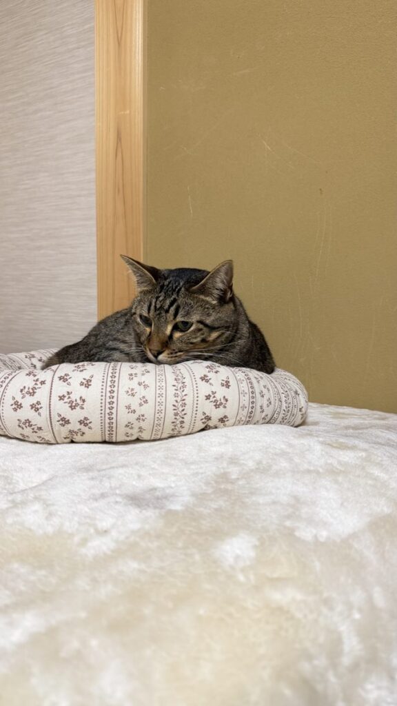 もふ