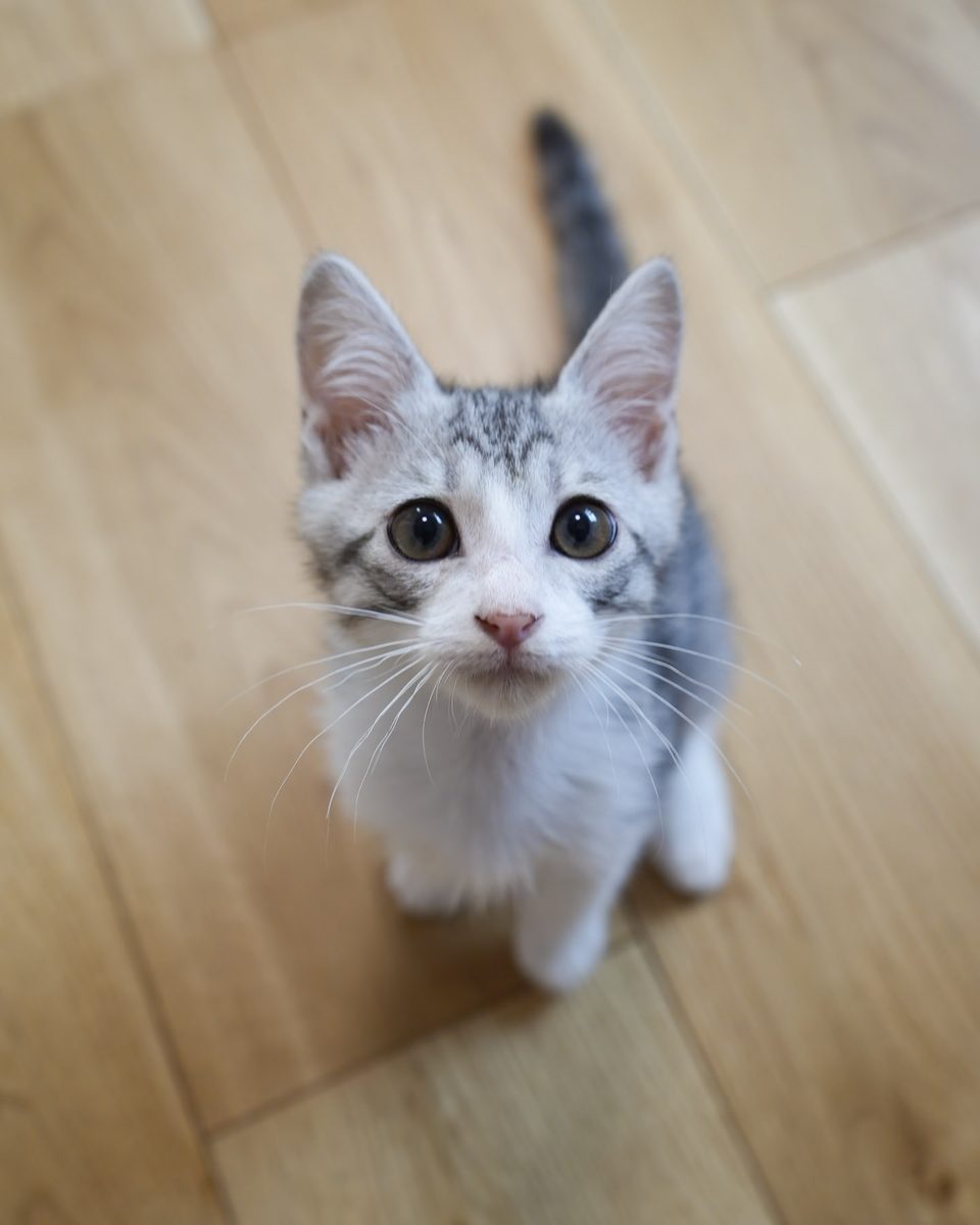 見上げるサバ白の子猫つく|京都で里親募集中
