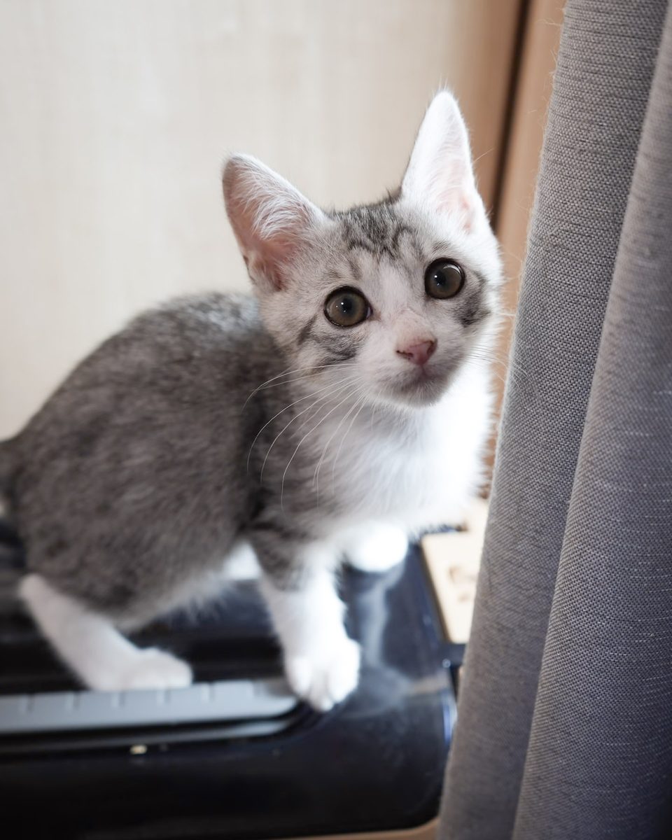 こちらを振り向くサバ白の子猫つく