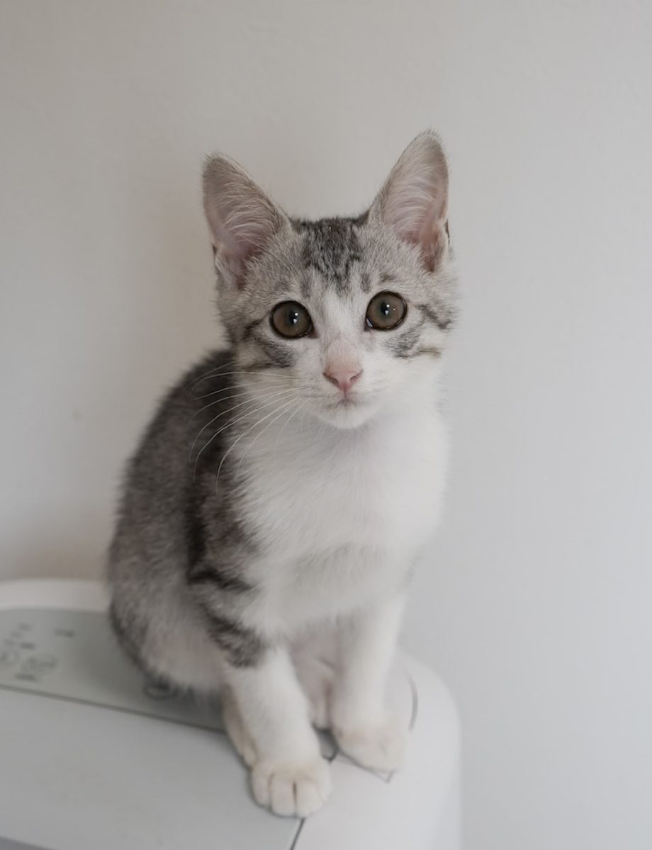 おすわりするサバ白の子猫つく