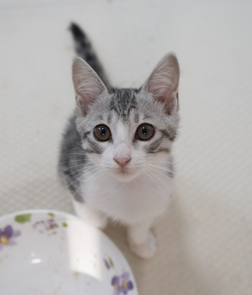 大きな瞳でこちらを見上げるサバ白の子猫つく|京都保護猫譲渡会に参加予定