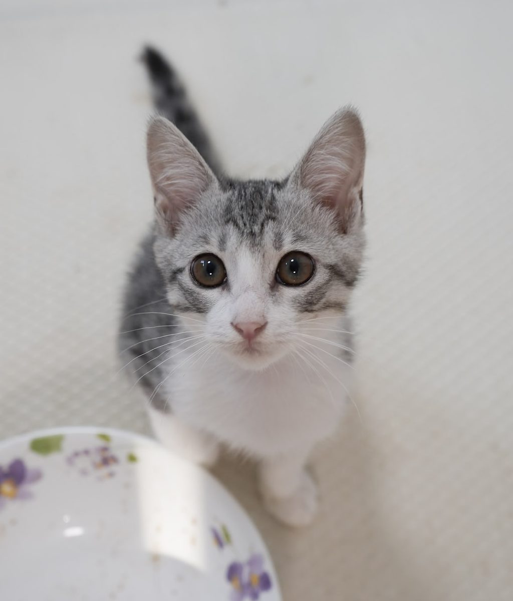 大きな瞳でこちらを見上げるサバ白の子猫つく|京都保護猫譲渡会に参加予定