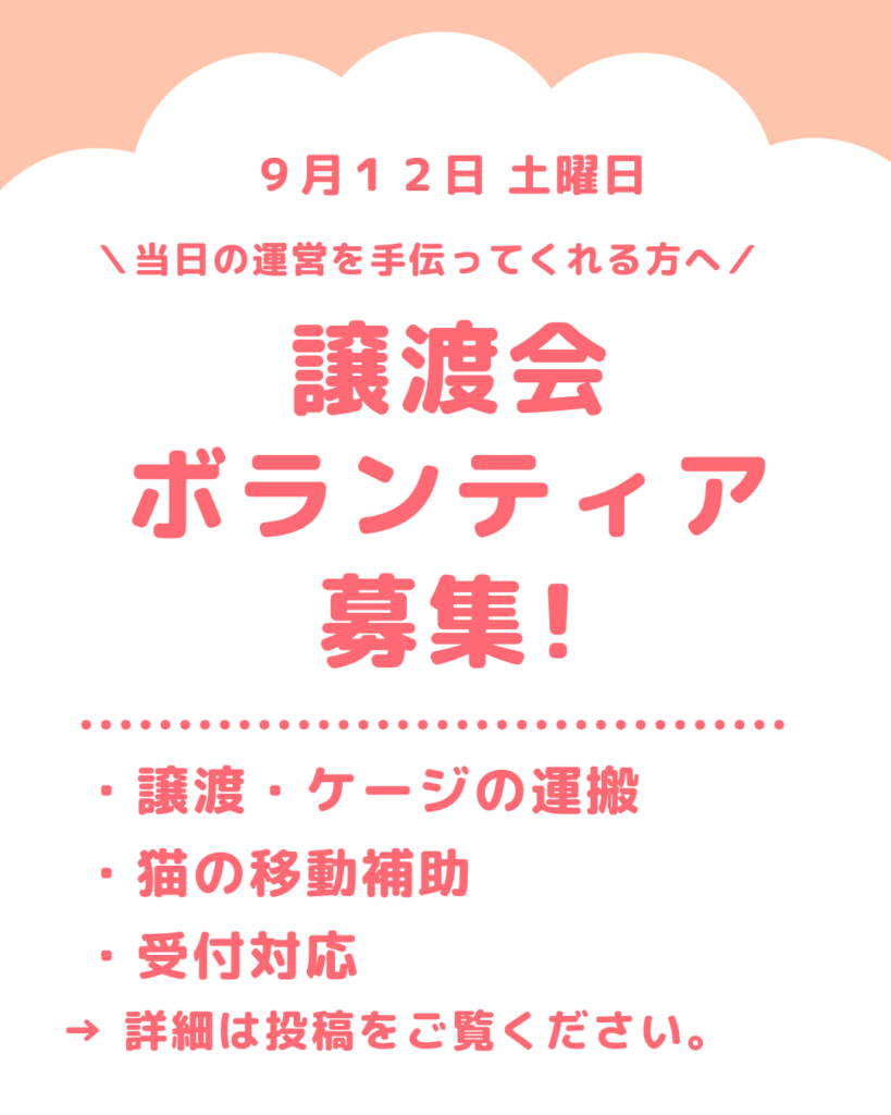 9月12日(土)京都保護猫譲渡会のボランティア募集のお知らせ