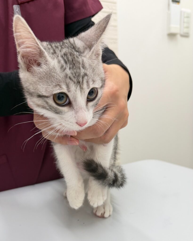 動物病院でワクチン接種を受けるサバ白の子猫・つく
