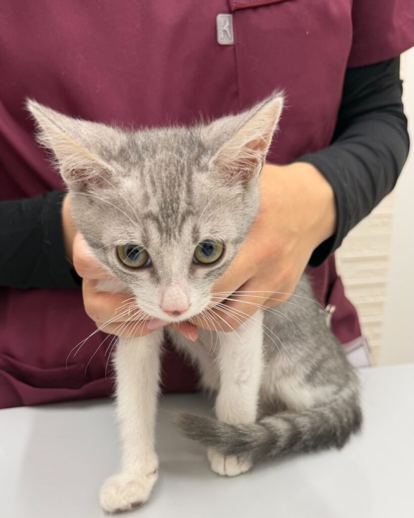 診察台の上のサバ白の子猫・さん