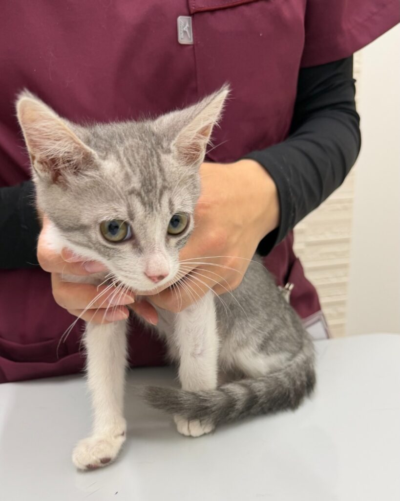 診察台の上のサバ白の子猫・さん