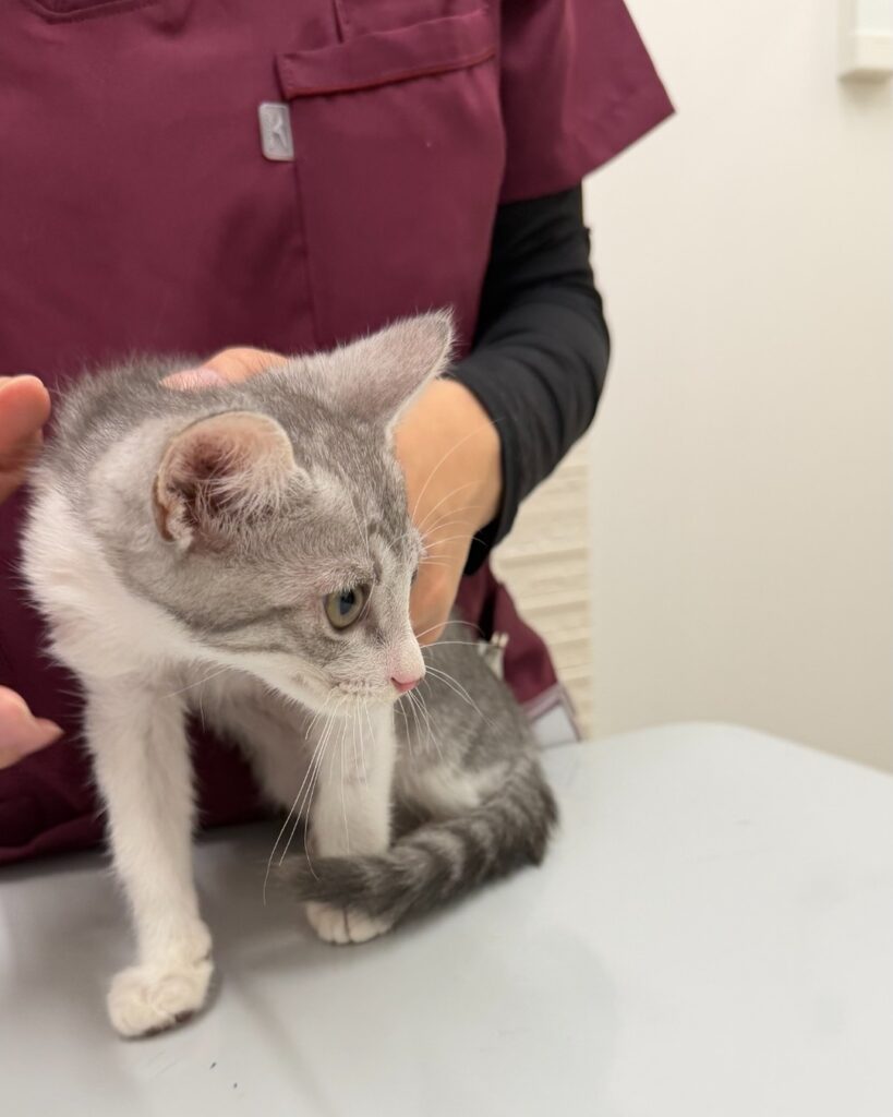 診察台の上のサバ白の子猫・さん