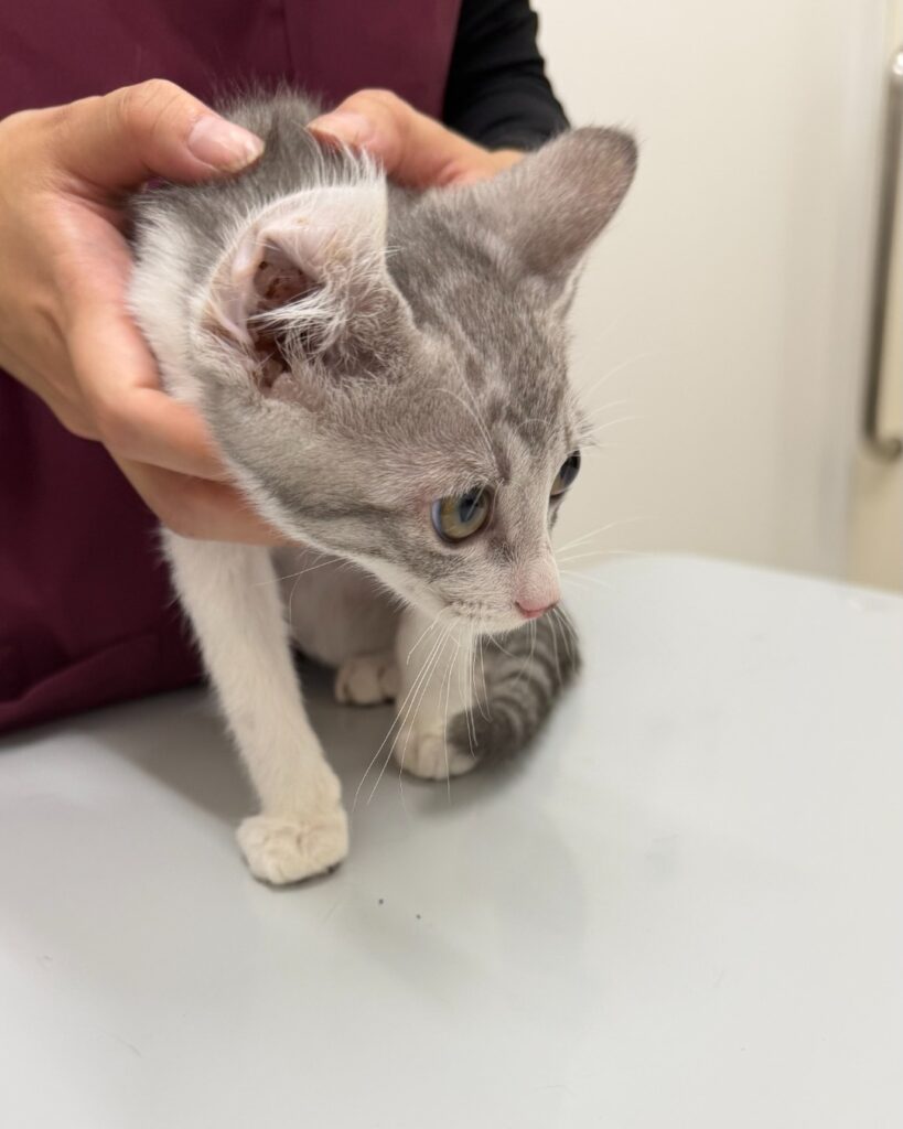 診察台の上のサバ白の子猫・さん