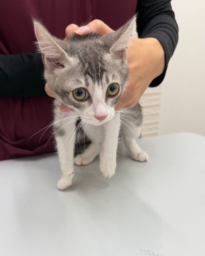 動物病院で診察を受けるサバ白の子猫・しほ