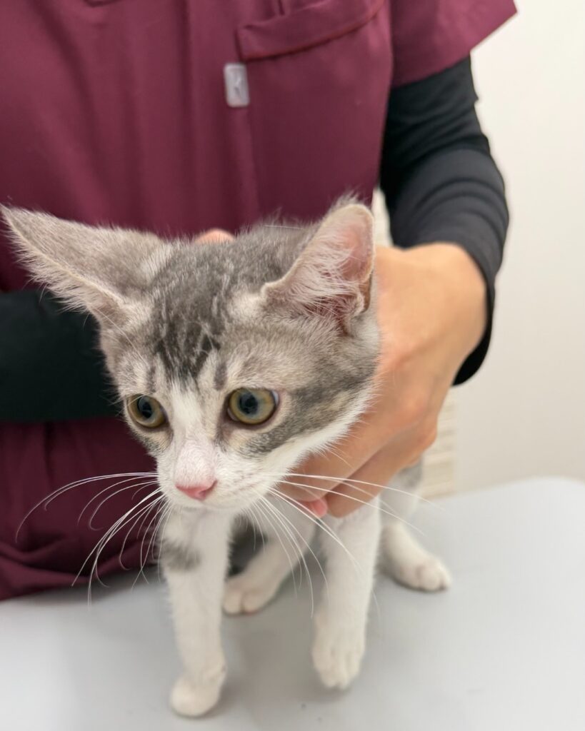 動物病院で診察を受けるサバ白の子猫・しほ