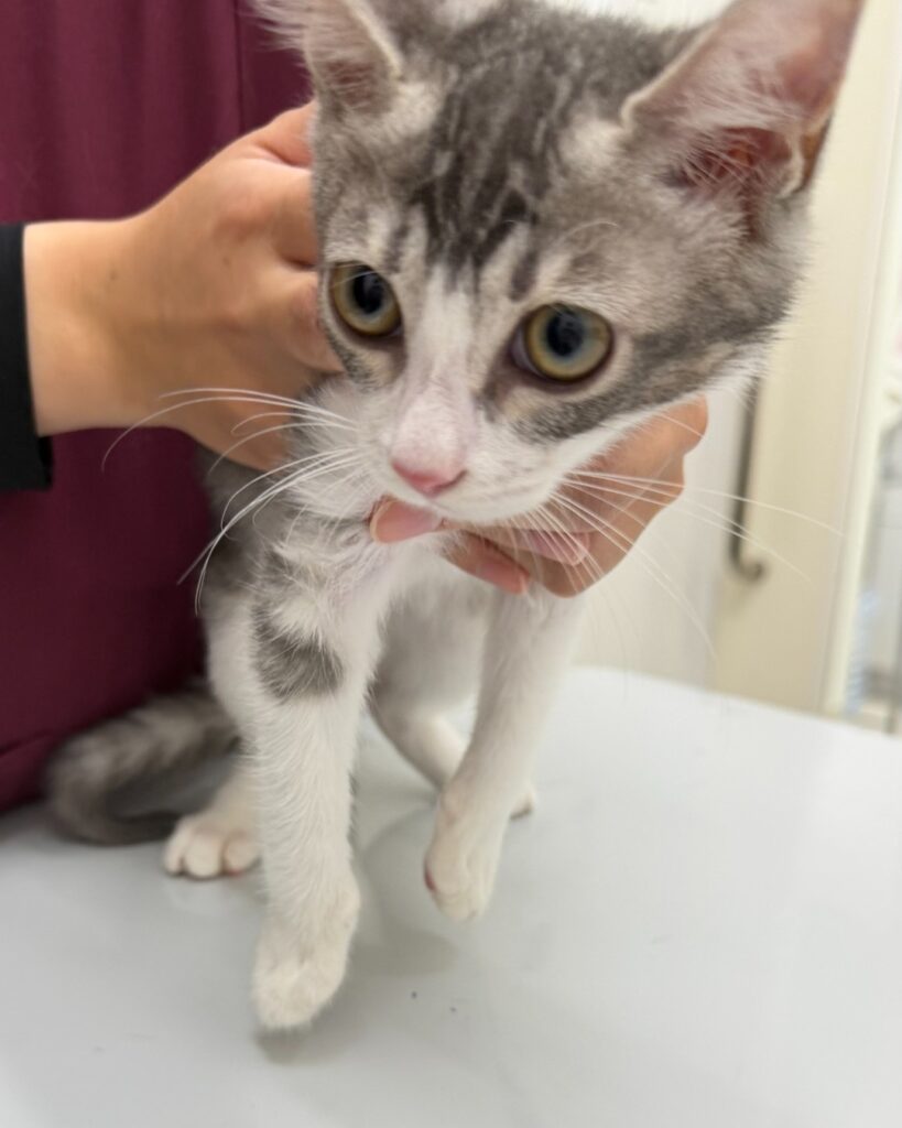 動物病院で診察を受けるサバ白の子猫・しほ
