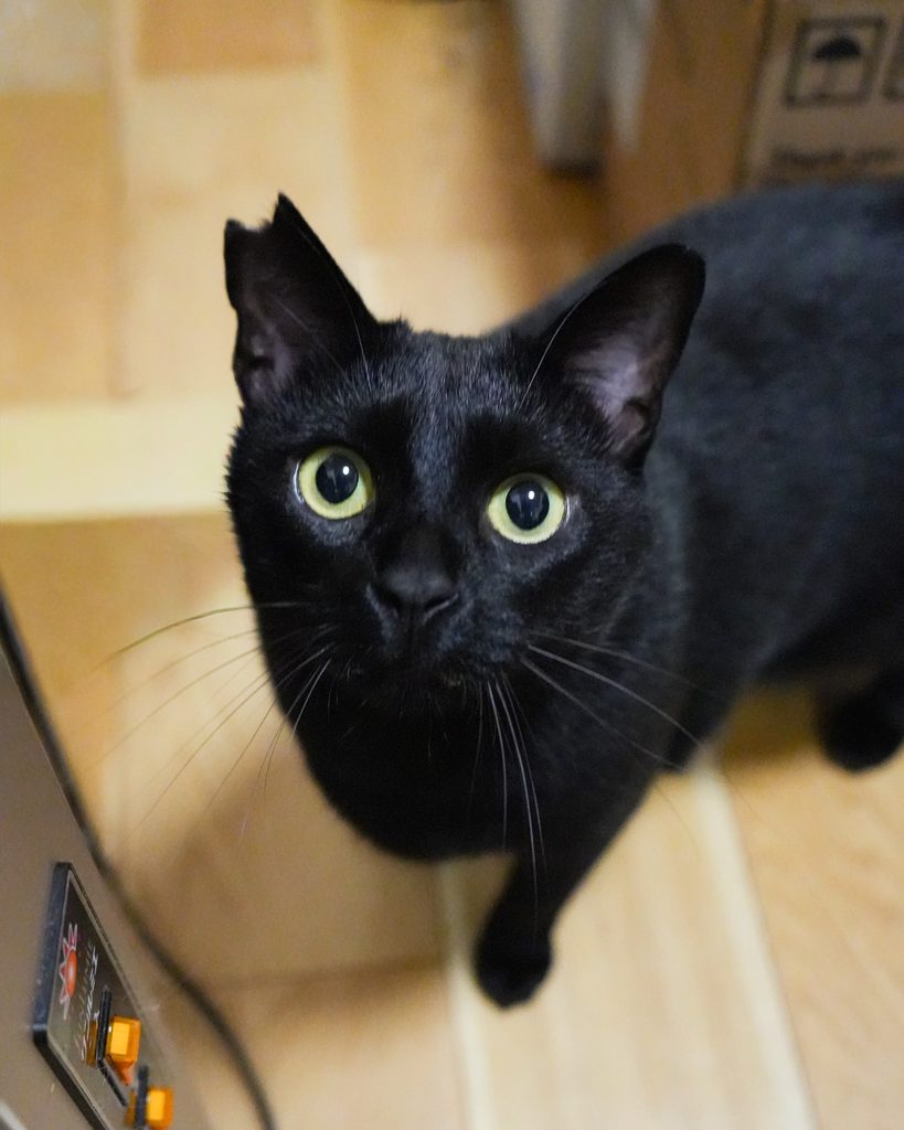 保護猫 こん 黒・オス