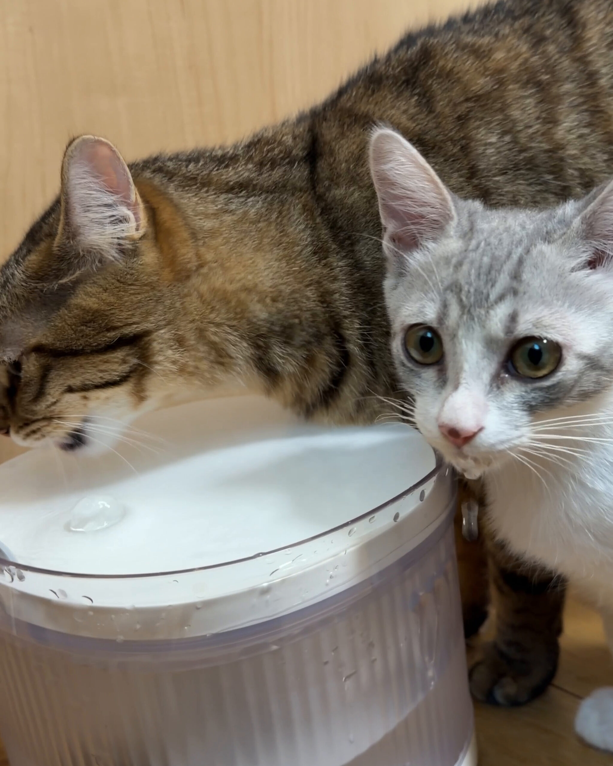 給水器でお水を飲むなのはと、隣で順番を待つサバ白の子猫
