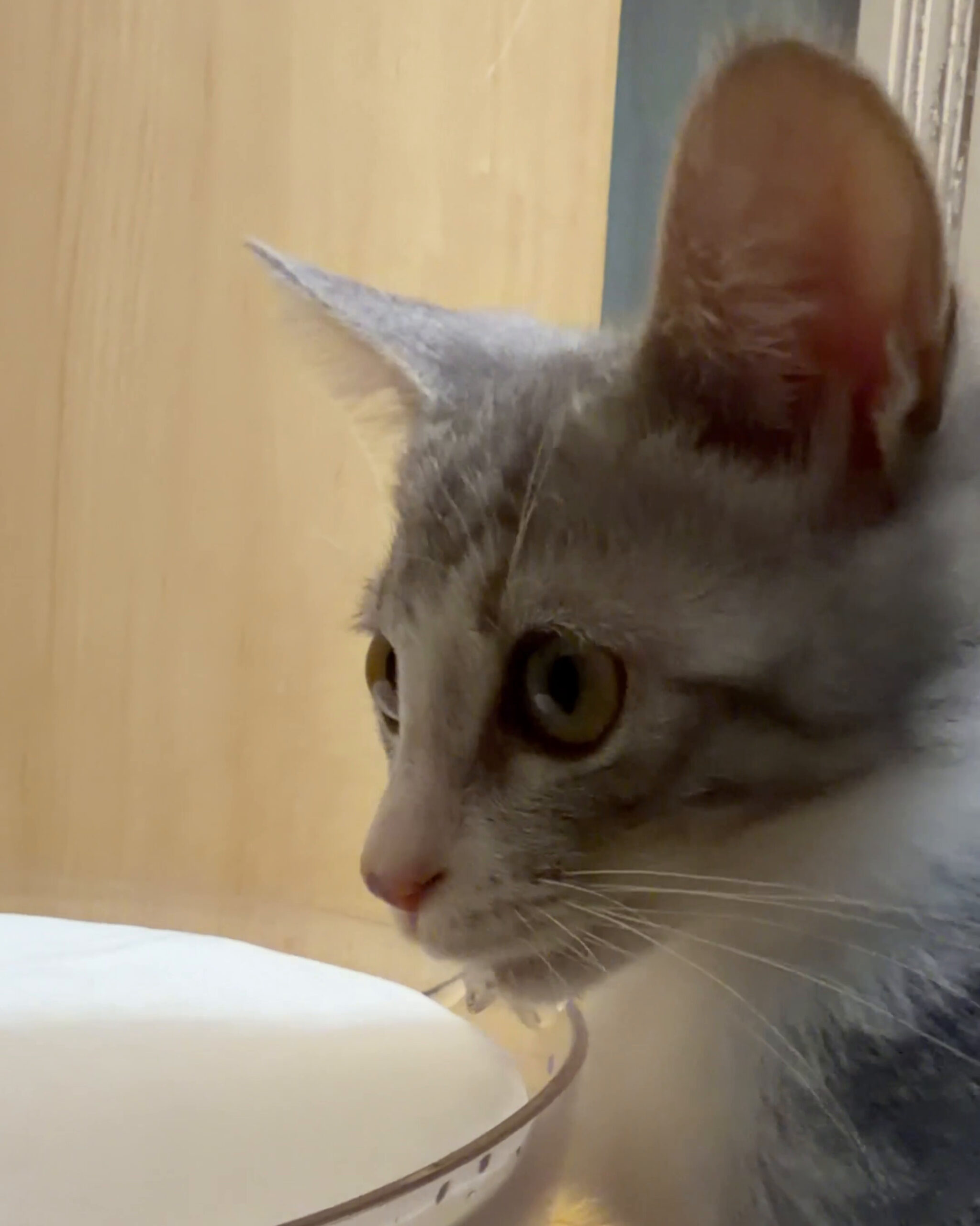 給水器のそばで見つめるサバ白の子猫の横顔