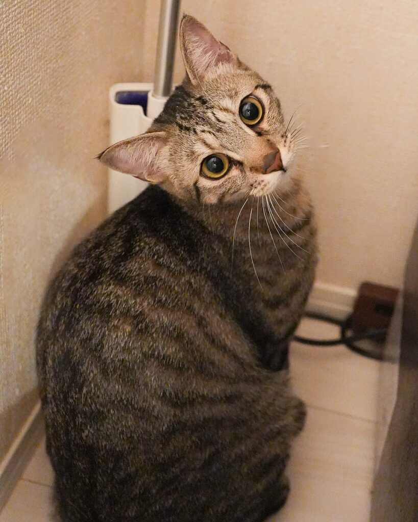 せり