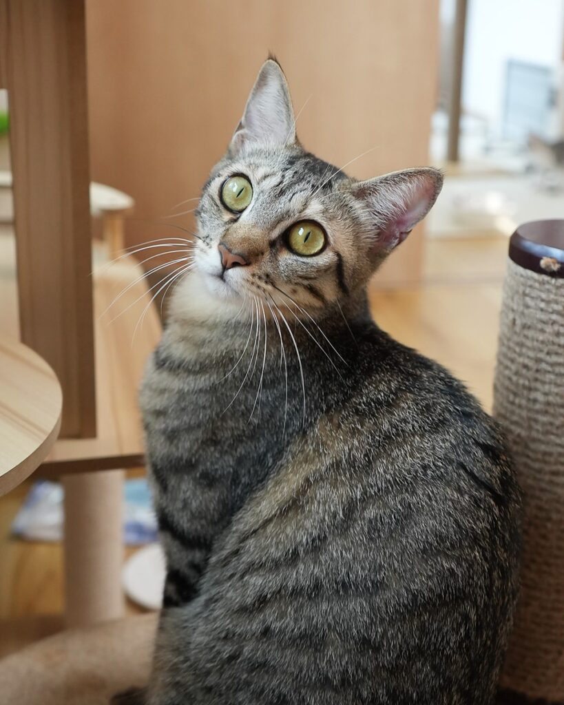 せり