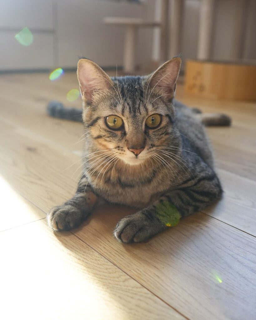 せり