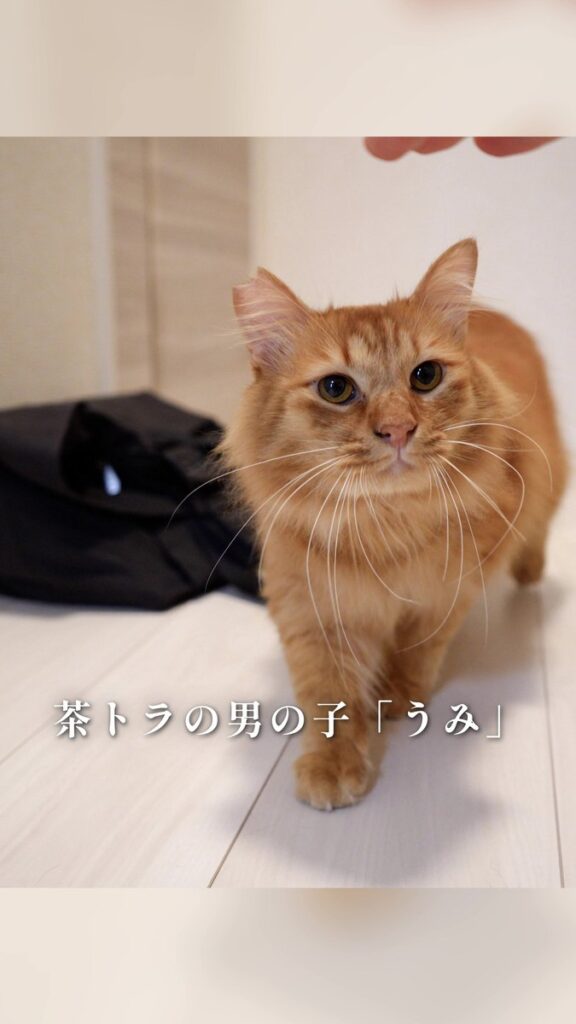 茶トラの男の子「うみ」