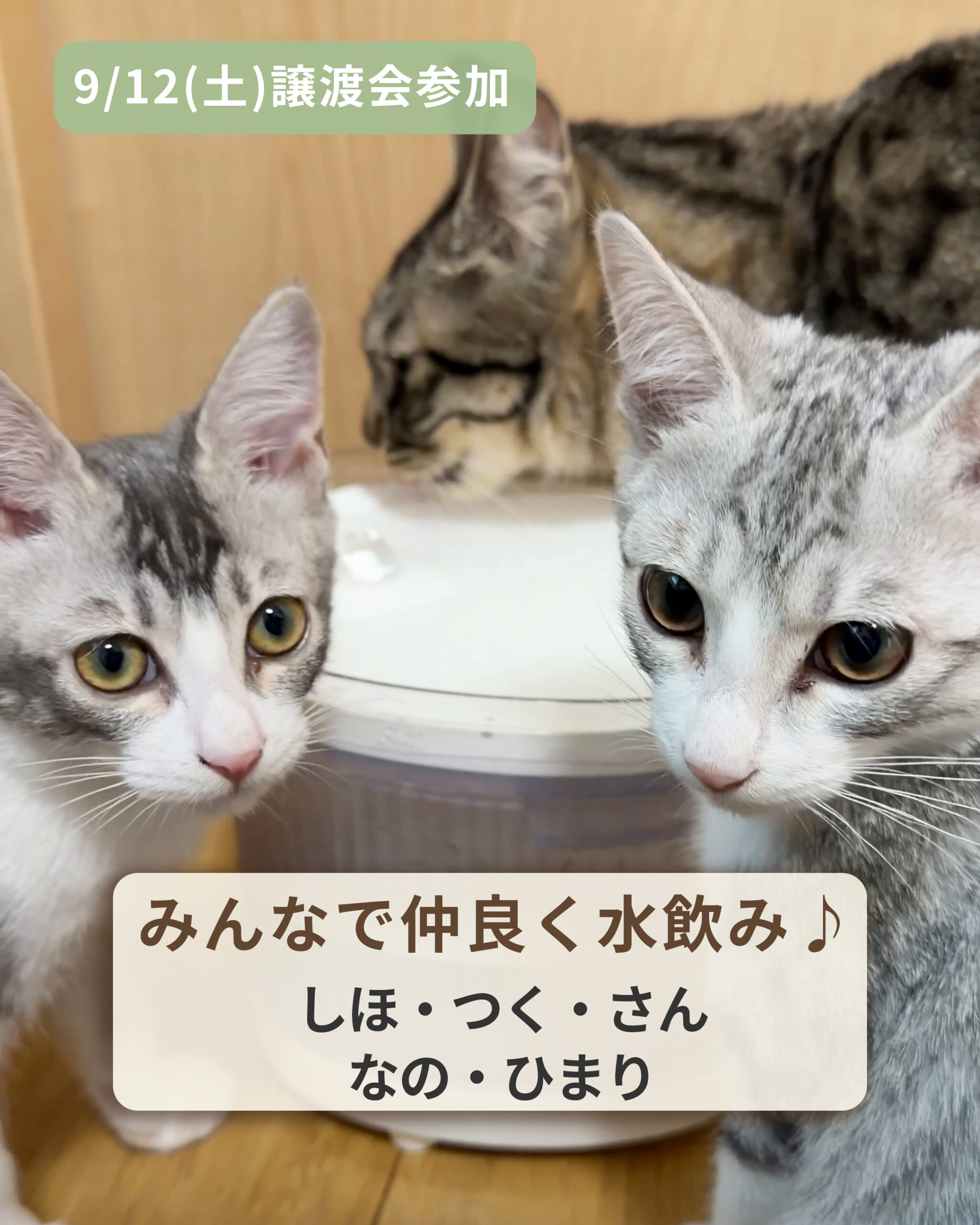 給水器のまわりに集まる、なのはとサバ白の子猫たち