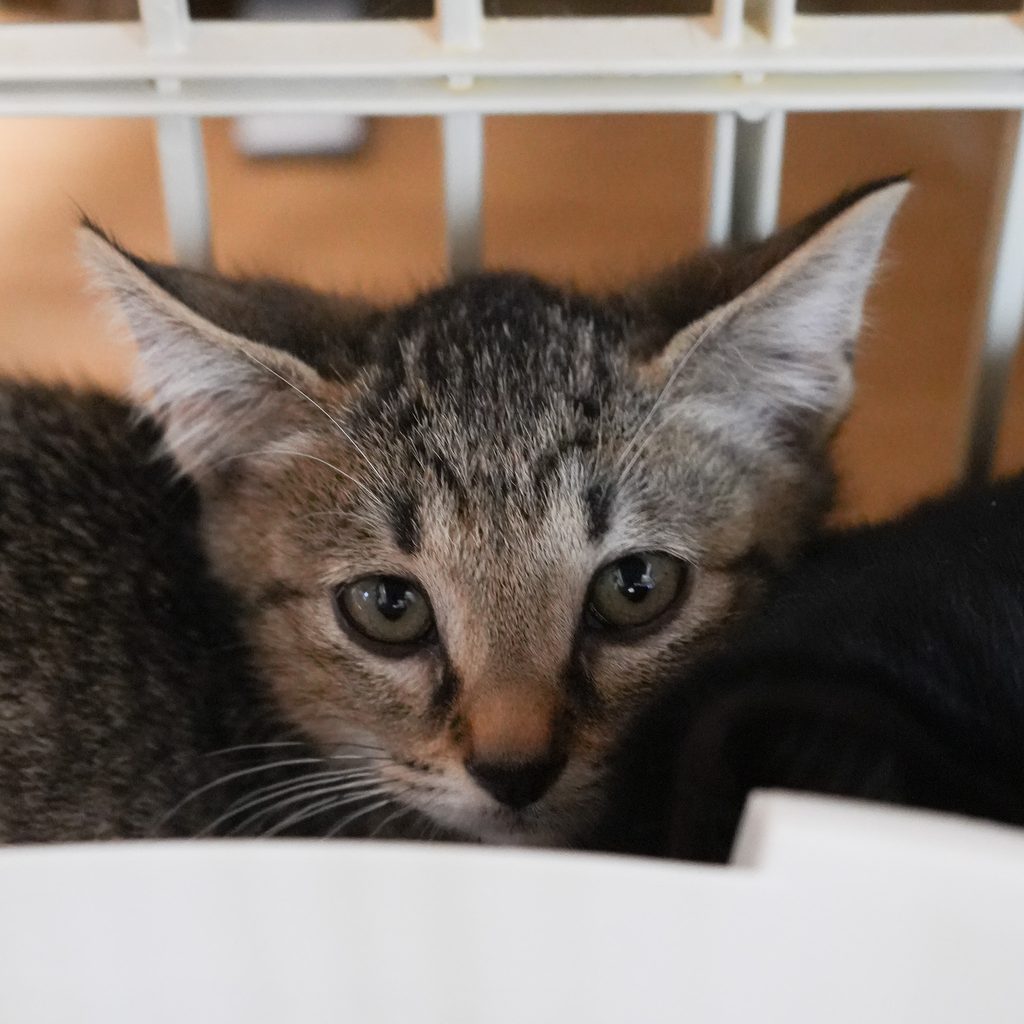 保護猫 アイ キジトラ・メス